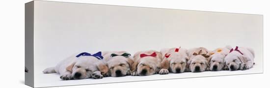 Labrador Puppies Wearing Bows, Sleeping-null-Premier Image Canvas