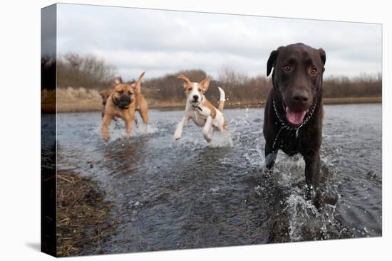 Labrador Retriever and Friends Having Fun in the Water-Eric Gevaert-Premier Image Canvas