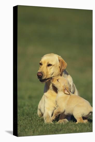 Labrador Retriever and Her Puppy-DLILLC-Premier Image Canvas