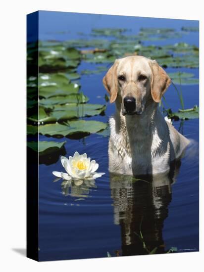 Labrador Retriever Dog in Lake, Illinois, USA-Lynn M. Stone-Premier Image Canvas