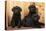 Labrador Retriever Dog Three Black Puppies-null-Premier Image Canvas