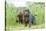 Labrador retriever, grey, puppies, meadow, frontal, looking into camera-David & Micha Sheldon-Stretched Canvas