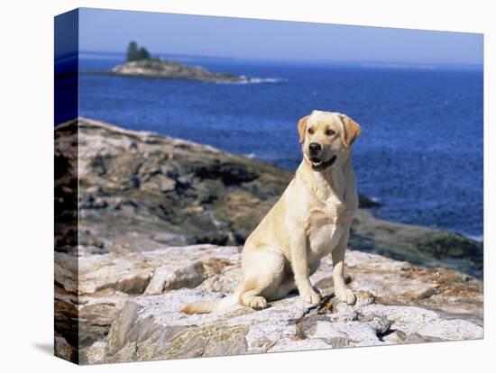 Labrador Retriever on Coast, Maine, USA-Lynn M. Stone-Premier Image Canvas