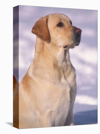 Labrador Retriever Portrait in Snow-Adriano Bacchella-Premier Image Canvas