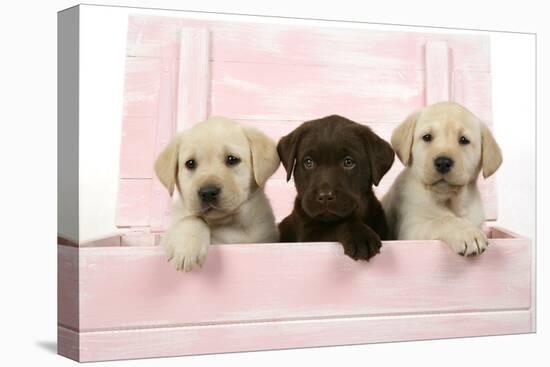 Labrador Retriever Puppies in a Wooden Box-null-Premier Image Canvas
