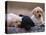 Labrador Retriever Puppies-Chase Swift-Premier Image Canvas