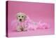 Labrador Retriever Puppy (9 Wks Old)-null-Premier Image Canvas