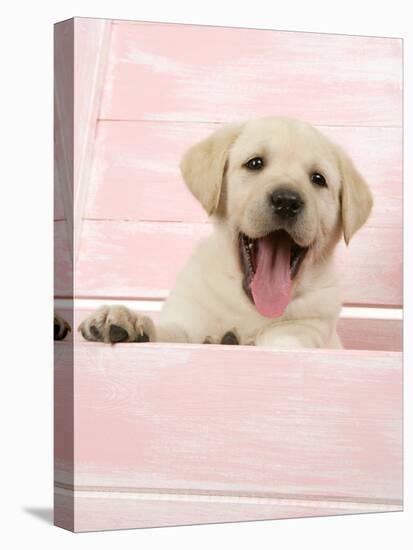 Labrador Retriever Puppy in a Wooden Box-null-Premier Image Canvas