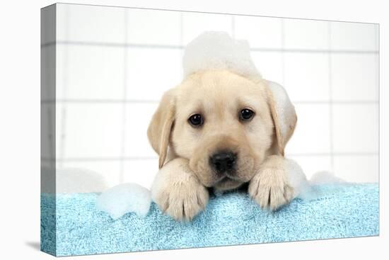 Labrador Retriever Puppy with in Bath with Soap Bubbles-null-Premier Image Canvas