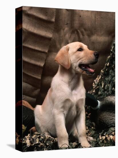 Labrador Retriever Puppy-Joe McDonald-Premier Image Canvas