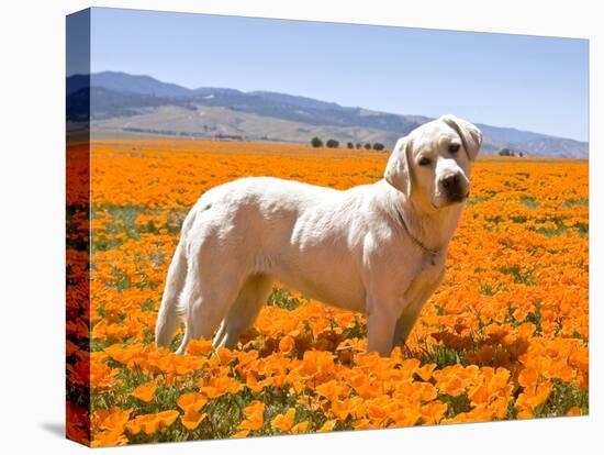 Labrador Retriever Standing in a Field of Poppies in Antelope Valley, California, USA-Zandria Muench Beraldo-Premier Image Canvas