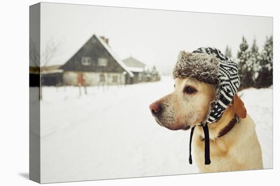 Labrador Retriever with Cap on His Head in Winter-Jaromir Chalabala-Premier Image Canvas