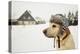 Labrador Retriever with Cap on His Head in Winter-Jaromir Chalabala-Premier Image Canvas