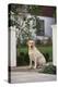 Labrador Retriever-DLILLC-Premier Image Canvas