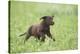 Labrador retrievers, chocolate brown, puppy, meadow, frontal, run-David & Micha Sheldon-Premier Image Canvas