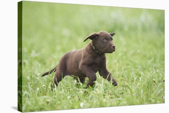 Labrador retrievers, chocolate brown, puppy, meadow, frontal, run-David & Micha Sheldon-Stretched Canvas