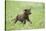 Labrador retrievers, chocolate brown, puppy, meadow, frontal, run-David & Micha Sheldon-Stretched Canvas