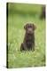 Labrador retrievers, chocolate brown, puppy, meadow, frontal, sit, looking into camera-David & Micha Sheldon-Stretched Canvas