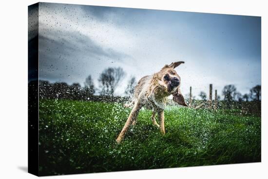 Labrador Shaking Off Water, United Kingdom, Europe-John Alexander-Premier Image Canvas