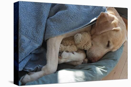 Labrador Sleeping and Hugging a Teddy Bear-davidsunyol-Premier Image Canvas