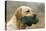 Labrador with Dummy in Mouth-null-Premier Image Canvas