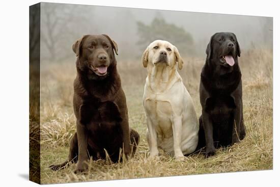 Labrador Yellow, Black and Chocolate-null-Premier Image Canvas