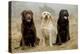 Labrador Yellow, Black and Chocolate-null-Premier Image Canvas