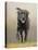 Labrador-John Silver-Premier Image Canvas