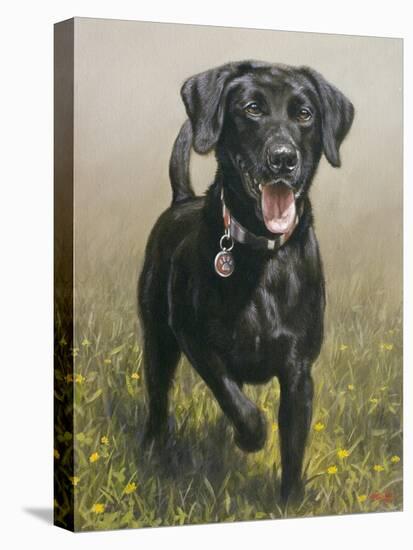 Labrador-John Silver-Premier Image Canvas