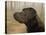 Labrador-John Silver-Premier Image Canvas