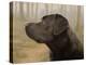 Labrador-John Silver-Premier Image Canvas