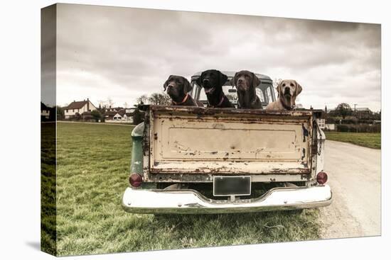 Labradors in a Vintage Truck-claire norman-Premier Image Canvas