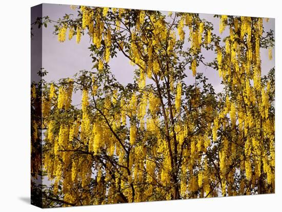 Laburnum Anagyroides, 'Golden Rain', Detail, Branch, Blooms-Thonig-Premier Image Canvas