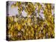 Laburnum Anagyroides, 'Golden Rain', Detail, Branch, Blooms-Thonig-Premier Image Canvas