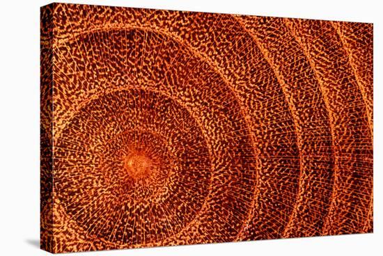 Laburnum Tree Trunk Growth Rings-Dr. Keith Wheeler-Premier Image Canvas
