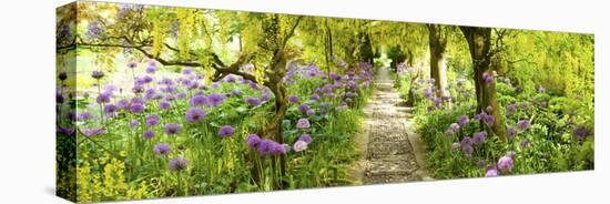 Laburnum Trees at Barnsley House Gardens, Gloucestershire, England-null-Stretched Canvas