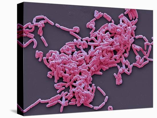 Lactobacillus Casei Bacteria, SEM-Steve Gschmeissner-Premier Image Canvas