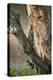 Ladder Back Woodpecker-Ike Leahy-Premier Image Canvas