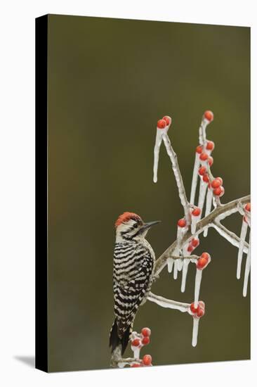 Ladder-backed Woodpecker perched on icy Possum Haw Holly, Hill Country, Texas, USA-Rolf Nussbaumer-Premier Image Canvas