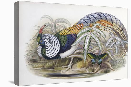 Lady Amherst's Pheasant-John Gould-Premier Image Canvas