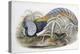 Lady Amherst's Pheasant-John Gould-Premier Image Canvas