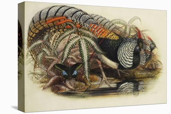 Lady Amherst's Pheasant-Henry Constantine Richter-Premier Image Canvas