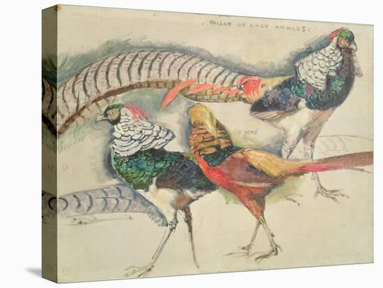 Lady Amherst's Pheasant-Theo van Rysselberghe-Premier Image Canvas