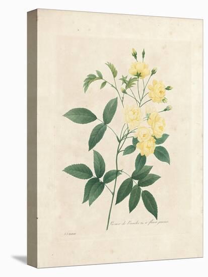 Lady Banks' Rose, from 'Choix Des Plus Belles Fleurs Et Des Plus Beaux Fruits', Vol. I, 1827-33-Pierre-Joseph Redouté-Premier Image Canvas