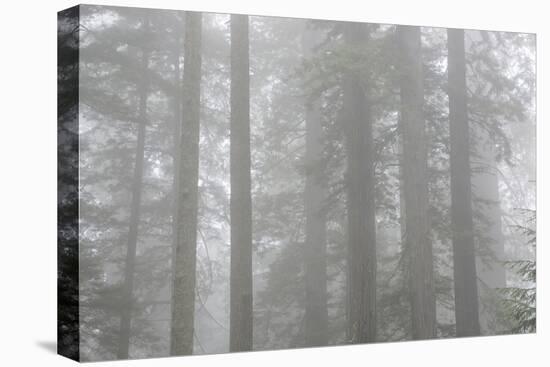 Lady Bird Johnson Grove in Fog, Prairie Creek Redwoods SP, California-Rob Sheppard-Premier Image Canvas