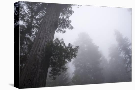 Lady Bird Johnson Grove in Fog, Prairie Creek Redwoods SP, California-Rob Sheppard-Premier Image Canvas