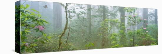 Lady Bird Johnson Grove of Old-Growth Redwoods, California-null-Stretched Canvas