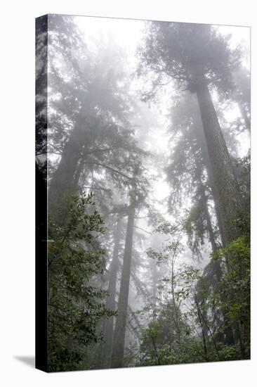 Lady Bird Johnson Grove, Prairie Creek Redwoods SP, California-Rob Sheppard-Premier Image Canvas