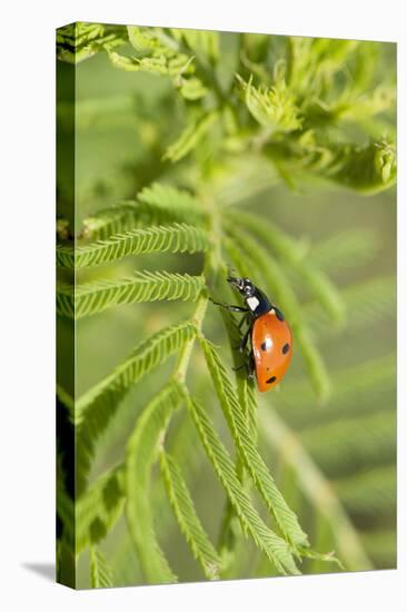 Lady Bug (Coccinella Magnifica), Kansas, USA-Michael Scheufler-Premier Image Canvas