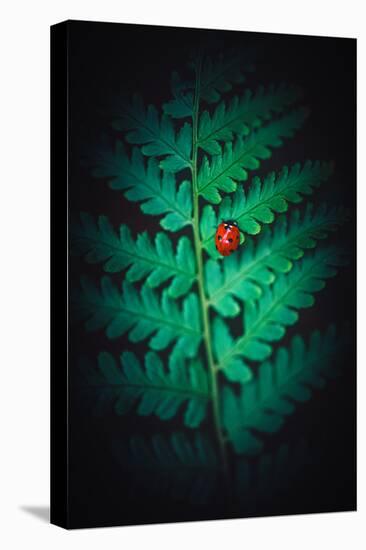 Lady Bug-Philippe Sainte-Laudy-Premier Image Canvas